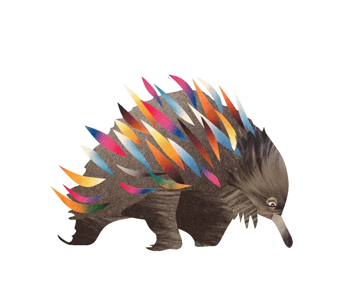 Meredith echidna