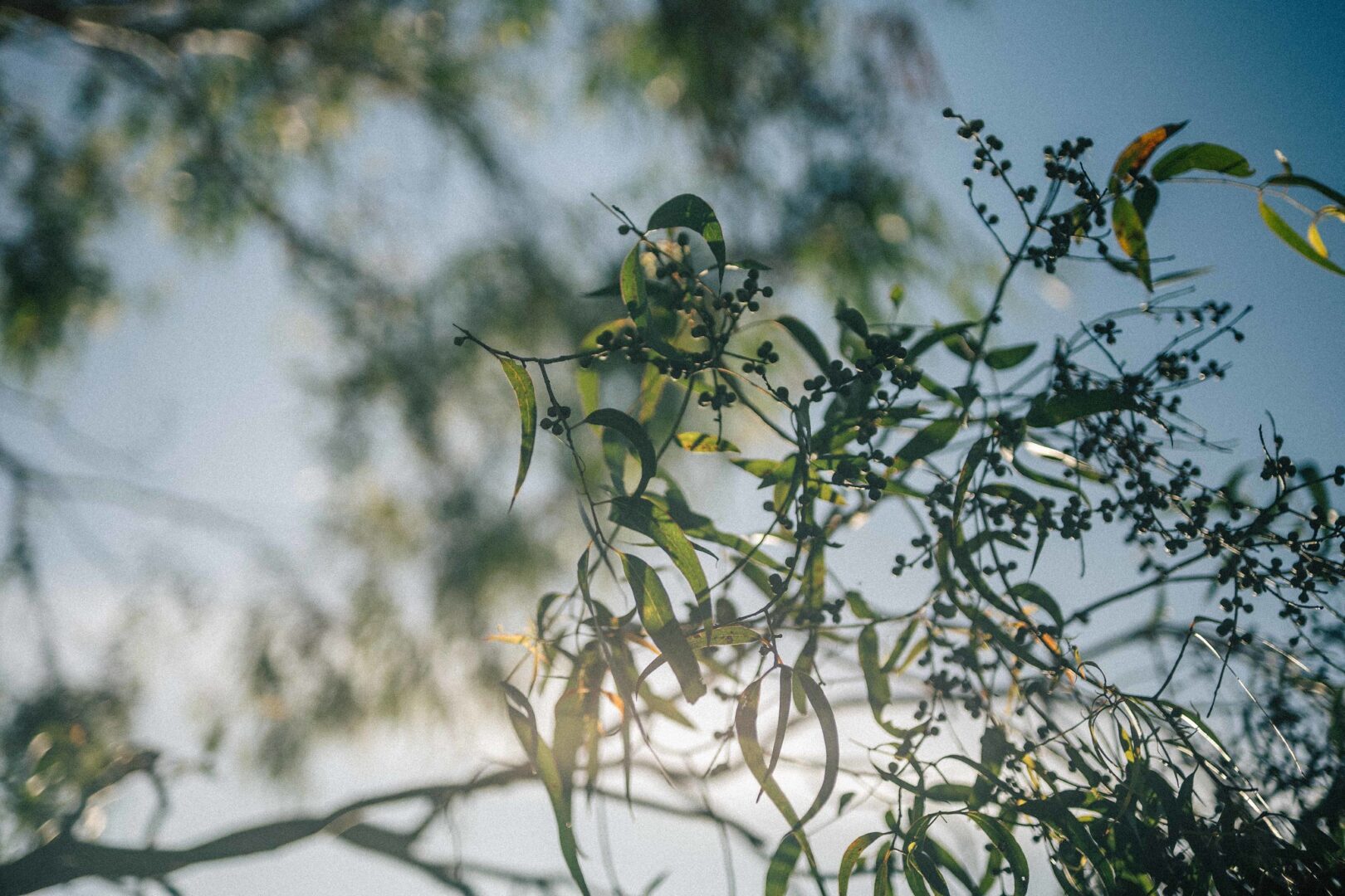 A photo of the branches of a gum tree, with eucalyptus leaves and gumnuts glowing in the golden hour sunshine.